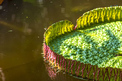 Water lily typical of the amazon floating on the calm waters of a lake