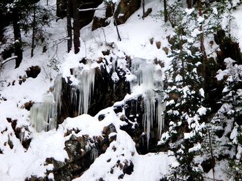 Snow covered trees in forest