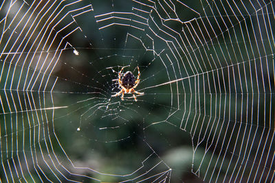 Close-up of spider on web