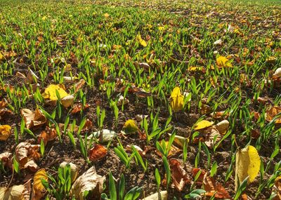 Yellow flowering plants on field