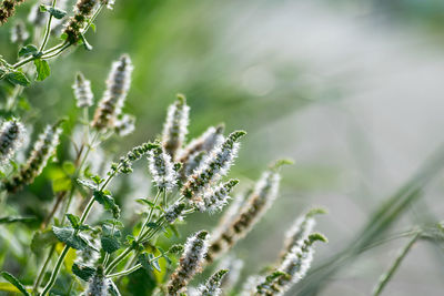 Close-up of fresh green plant