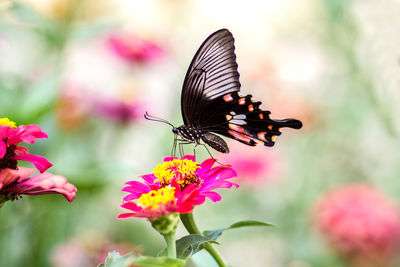 Butterfly on pink flower