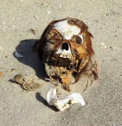 Dog on beach