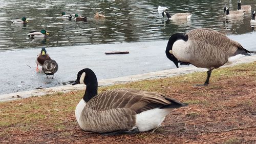 Ducks in a lake