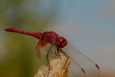 Close-up of dragonfly on plant