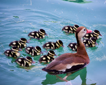 Ducks swimming in lake