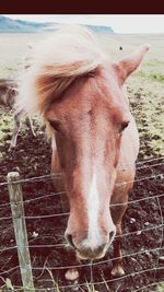 Close-up of horse