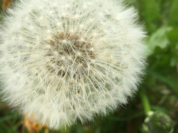 Close-up of dandelion flower