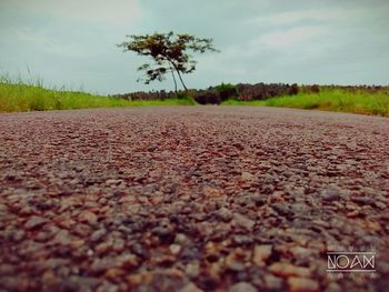 Road passing through trees