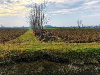 Scenic view of field against sky