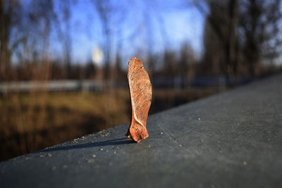 Close-up of dry leaf on field