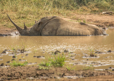 Side view of horse in water