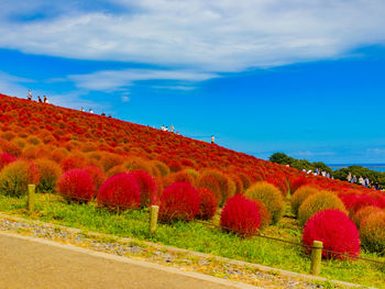 Scenic view of field against sky during autumn