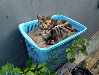 High angle view of cat by potted plants