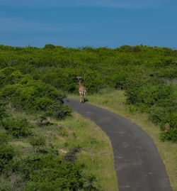 Giraffe in the nature reserve in hluhluwe national park south africa