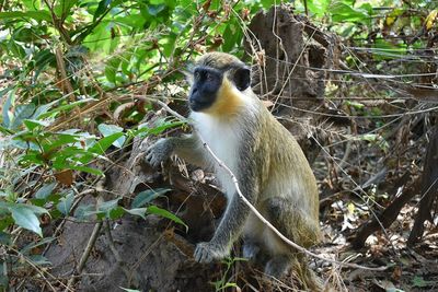 Monkey on tree