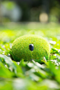 Close-up of green snake on plant