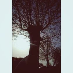 Bare trees against sky at sunset