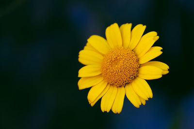 Close-up of yellow flower