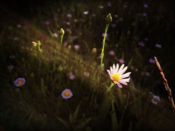 Close-up of purple flowering plants on field