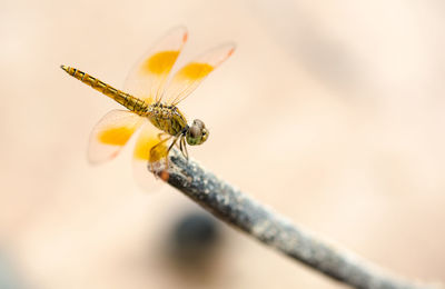 Close-up of insect pollinating on flower