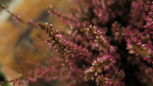 Close-up of pink cherry blossoms in spring