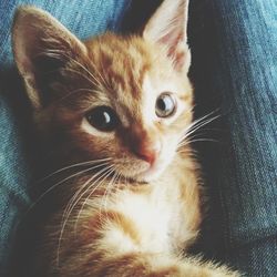 Close-up portrait of cat