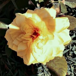 Close-up of flower