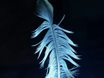 Close-up of lamp over black background