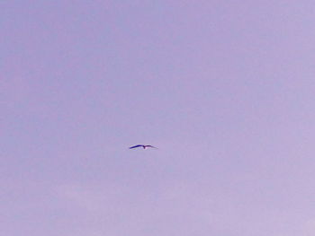 Low angle view of bird flying against sky