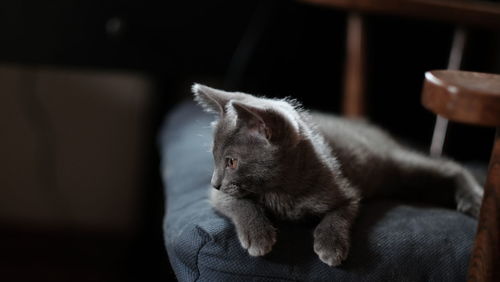 Close-up of cat sitting