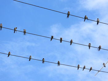 Low angle view of birds perching on cable against sky