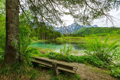 Scenic view of lake by trees in forest against sky