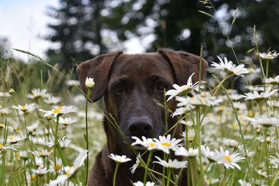 Close-up of a dog on the ground