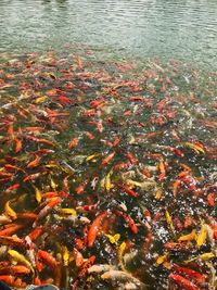 High angle view of koi carps swimming in lake