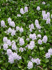 High angle view of purple flowering plants