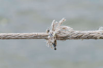 Close-up of damaged rope