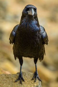 Close-up of bird perching outdoors