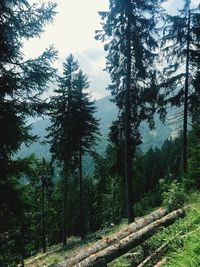 Trees in forest against sky