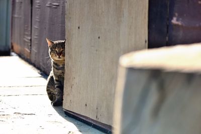 Tired tabby cat looking at camera