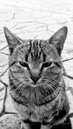 Close-up portrait of tabby cat