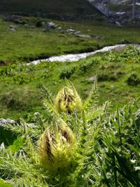 Close-up of plants growing on land