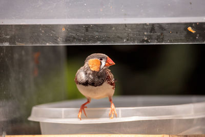 Close-up of bird perching