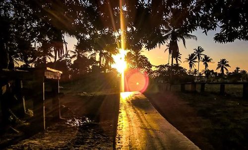 Sun shining through trees