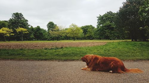 Dog on field against sky