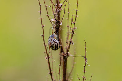 Close-up of insect on plant