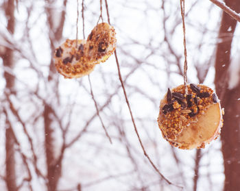 Homemade bird feeder in winter from seeds on apples and pumpkins