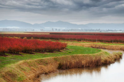 Scenic view of farm against sky