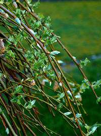 Close-up of wet tree