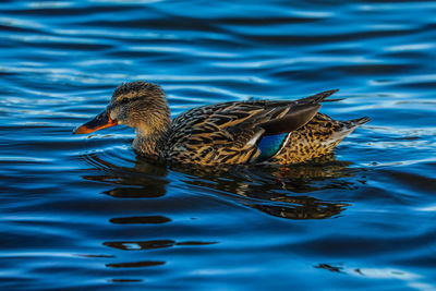 Side view of mallard duck swimming in lake